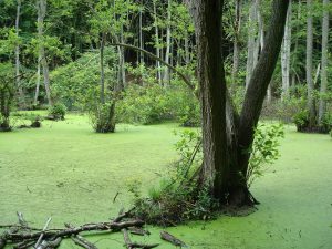 swamp